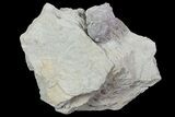 Blastoid (Pentremites) Fossil - Illinois #68950-1